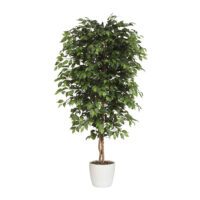 Výprodej POP-UP-HOME designové dekorace Ficus Benjamina